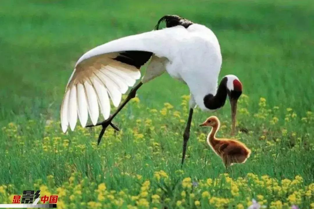 湿地可以开发什么旅游项目,黑龙江旅游必去十大湿地排名