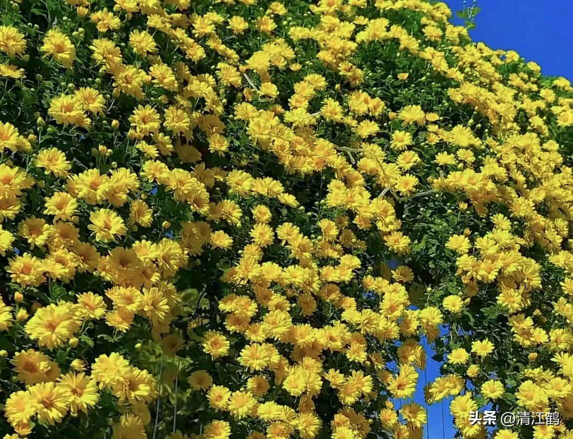 怎样辨别叶面肥好坏,叶面肥怎样选择真假和用量