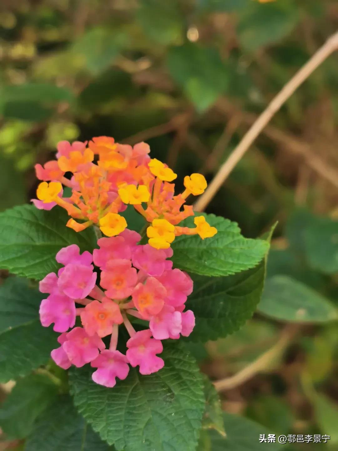 题大明宫巡园人摄影作品《春天来了》楹联文/李景宁