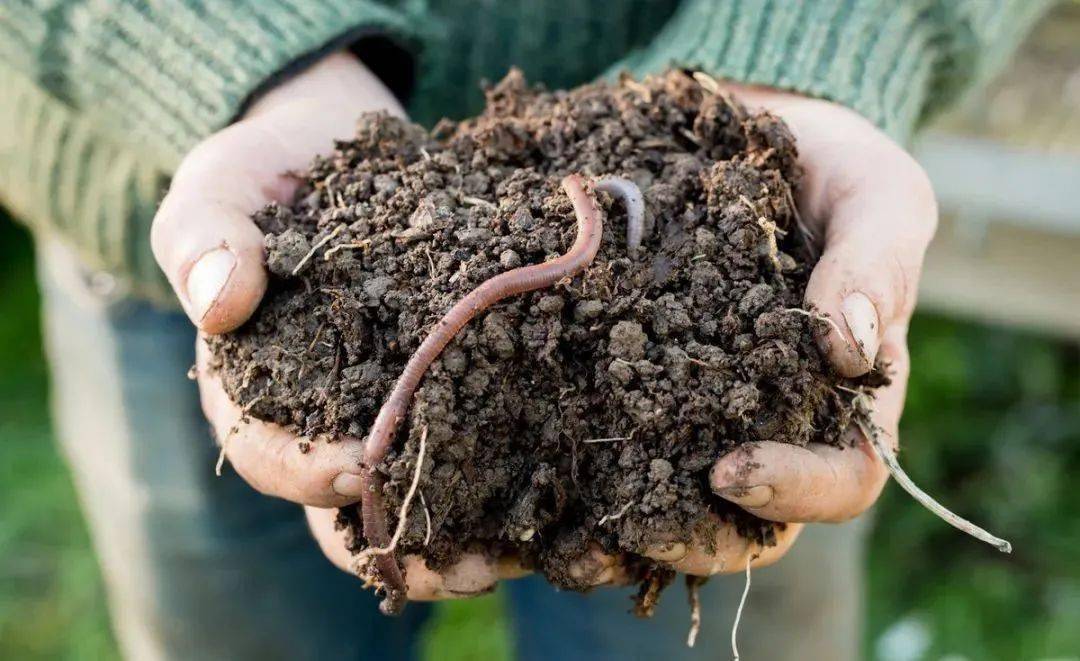 用什么来诱捕野生蚯蚓,电捕野生蚯蚓为什么禁止