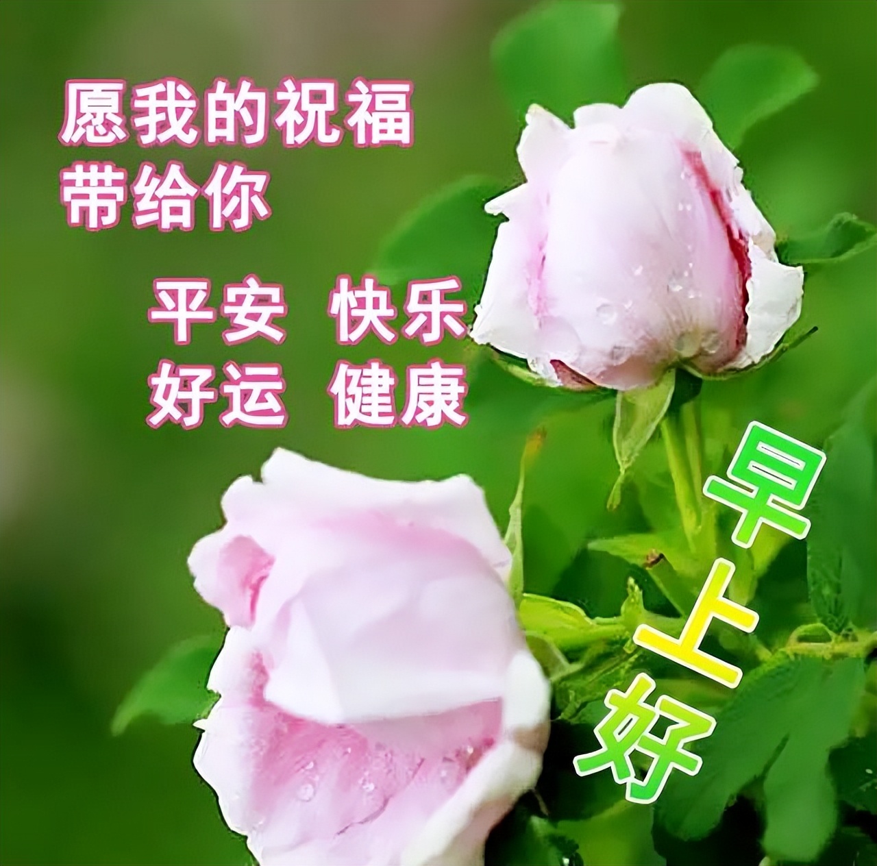精致优美早上好的微信问候图片,微信祝福语早上好动态图片