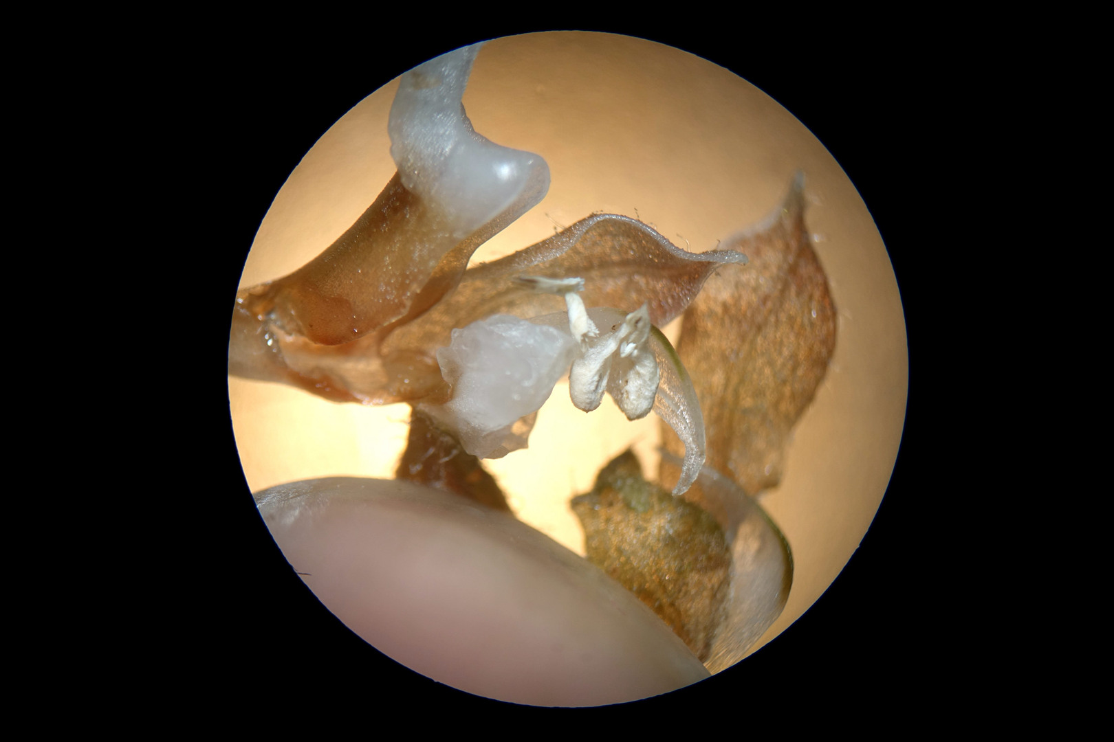 海曙龙观乡深山中首次发现珍稀兰科植物——浙江金线兰