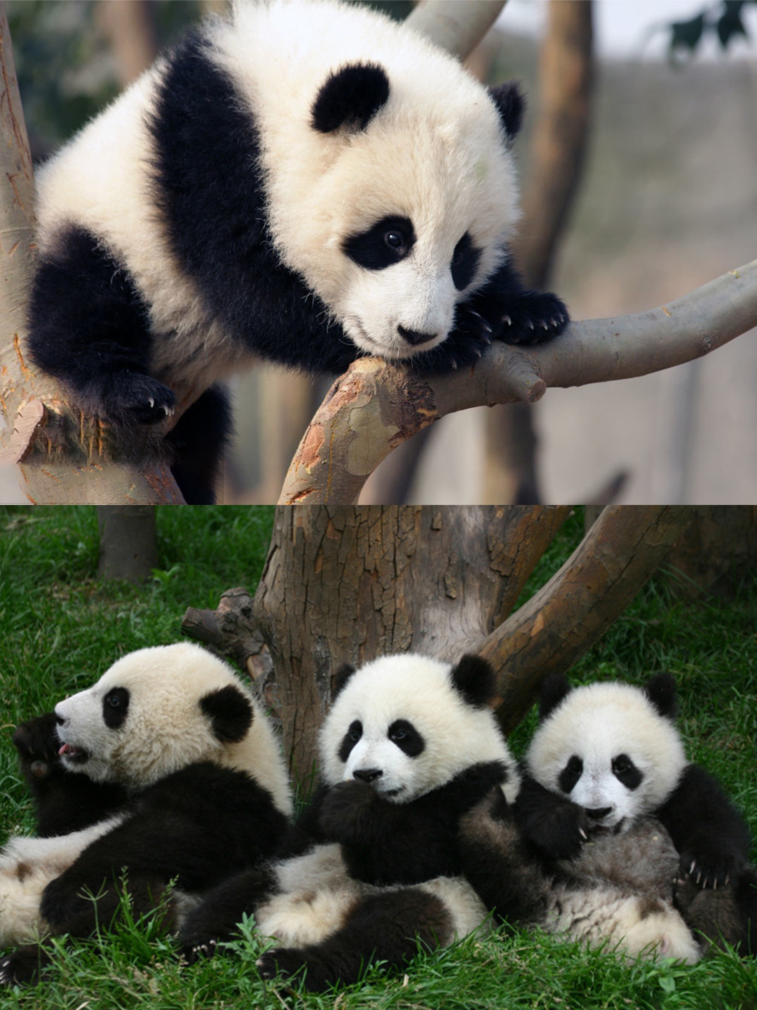 四川成都旅游攻略三天自由行攻略,成都旅游攻略必去景点大全12月份