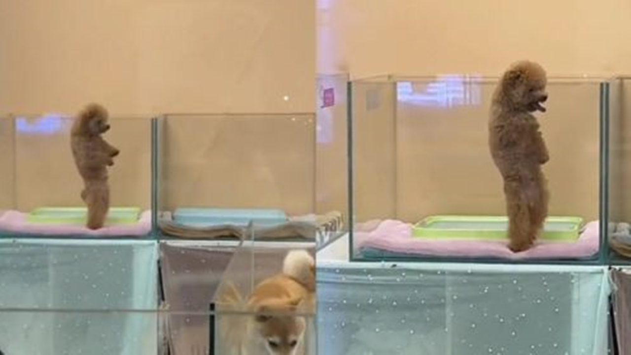 宠物店正在放饭泰迪激动跳舞,宠物店分饭泰迪跳舞