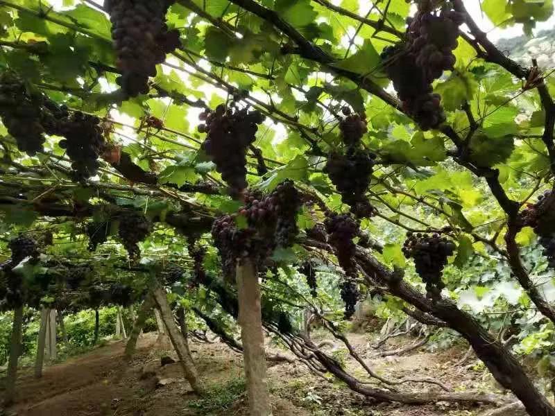 秦皇岛昌黎葡萄沟吉祥精品农家,葡萄沟翡翠轩农家院