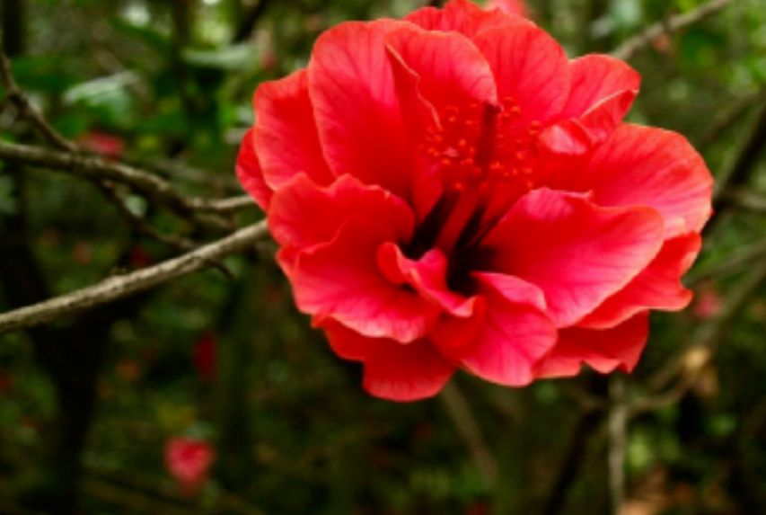 好男不娶红扶桑，好女不嫁大马猴，“红扶桑”和“大马猴”是啥？