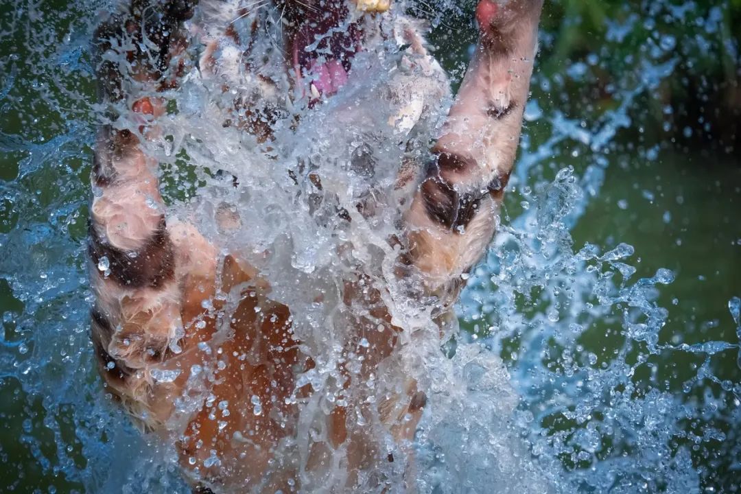 150-600mm超长焦镜头,150-600长焦镜头能拍多远