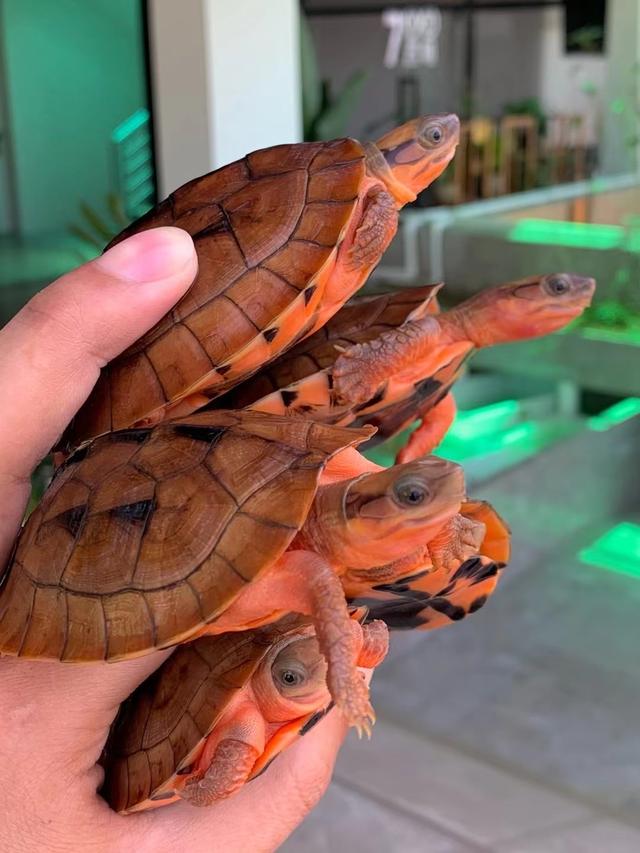 金钱龟养殖方法以及技术分享,金钱龟幼龟的宠物养殖方法