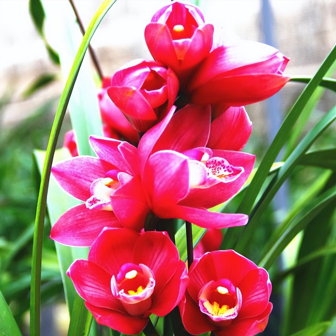 此兰正值盛花期,什么兰既好养开花又香