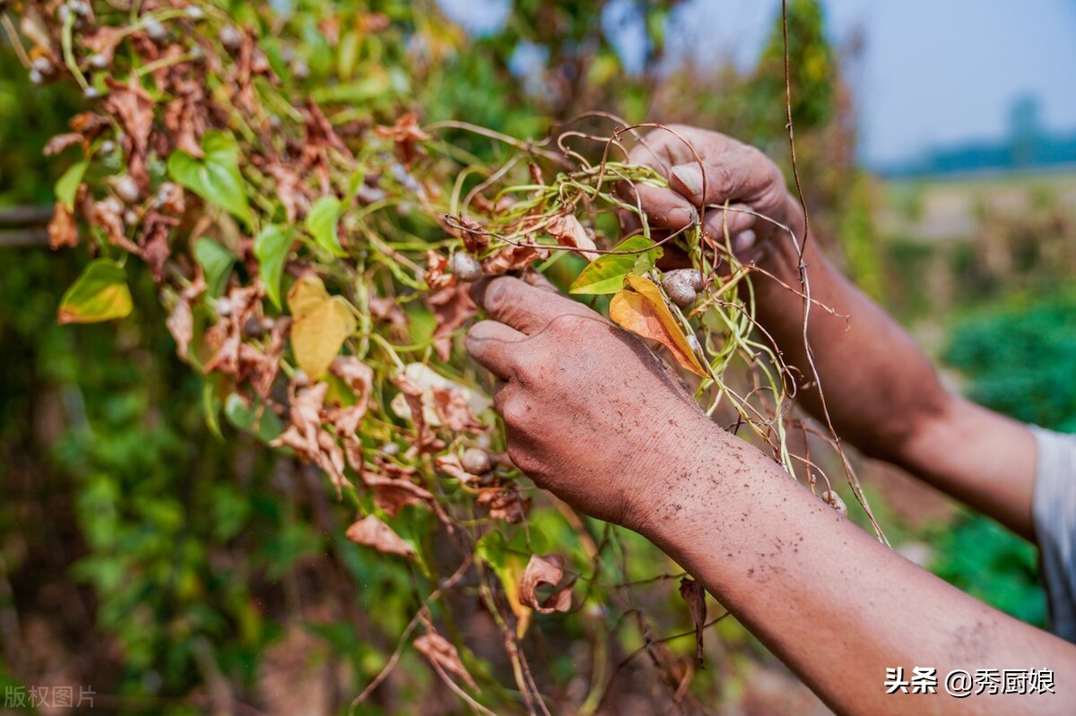 市场遇到它，我准买10斤，一次做好放冰箱，随吃随取，营养又好吃