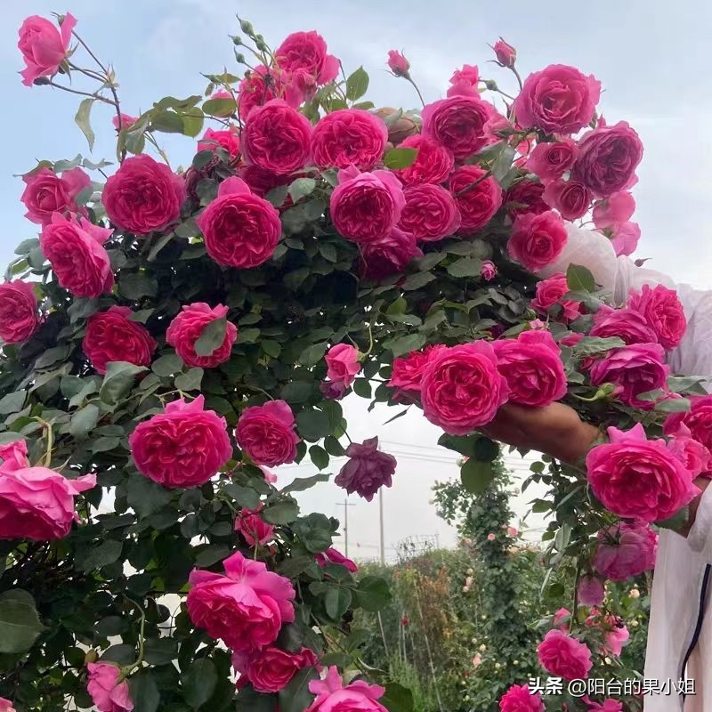 盘点那些容易“一日散”的月季,你还要奋不顾身的选择它们吗?