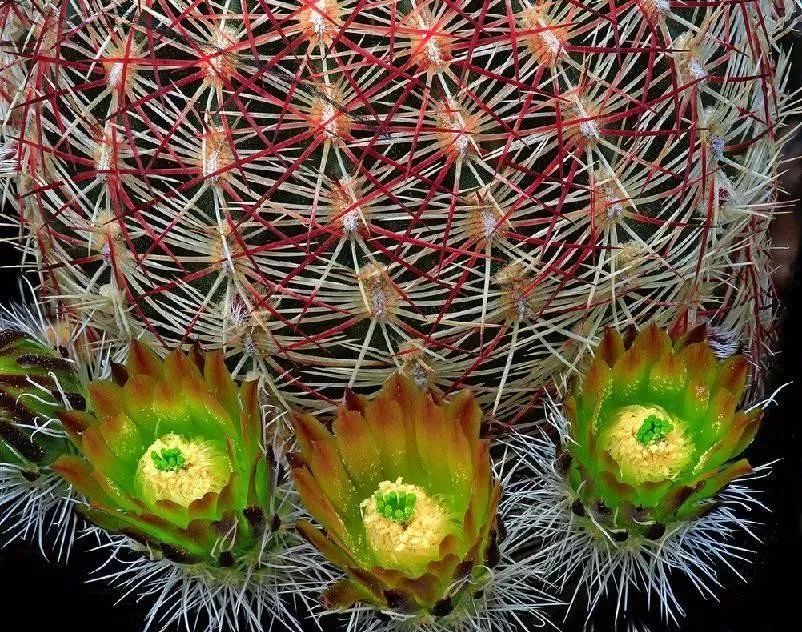 200种·仙人球开花图鉴，大开眼界，美到爆