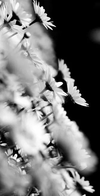 黑白花朵壁纸超清,全屏花朵壁纸无水印黑白