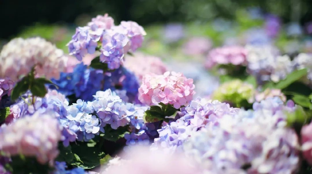 梅州出发4-5天旅游推荐,从广州出发自由行梅州4天攻略