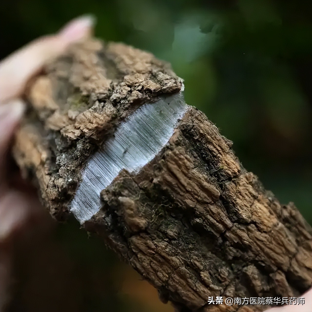 男士腰膝酸软尿频的中药方子,补肝肾治腿疼中药