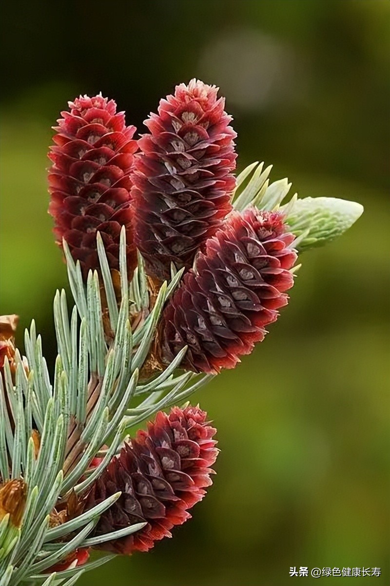 最漂亮的松树开花图片,哪种松树开花好看