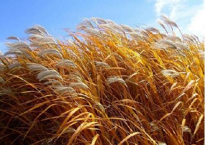 非遗课程——古法造纸的奥秘