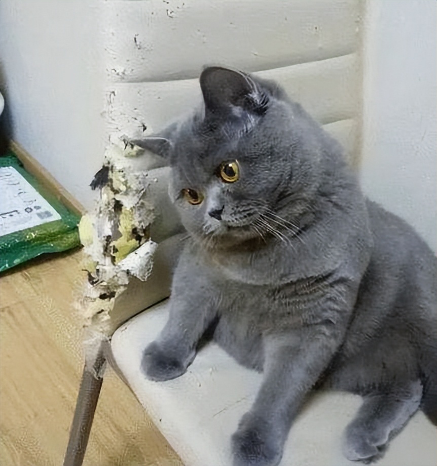 为什么弃养蓝猫的那么多,英短蓝猫频繁被弃养的原因