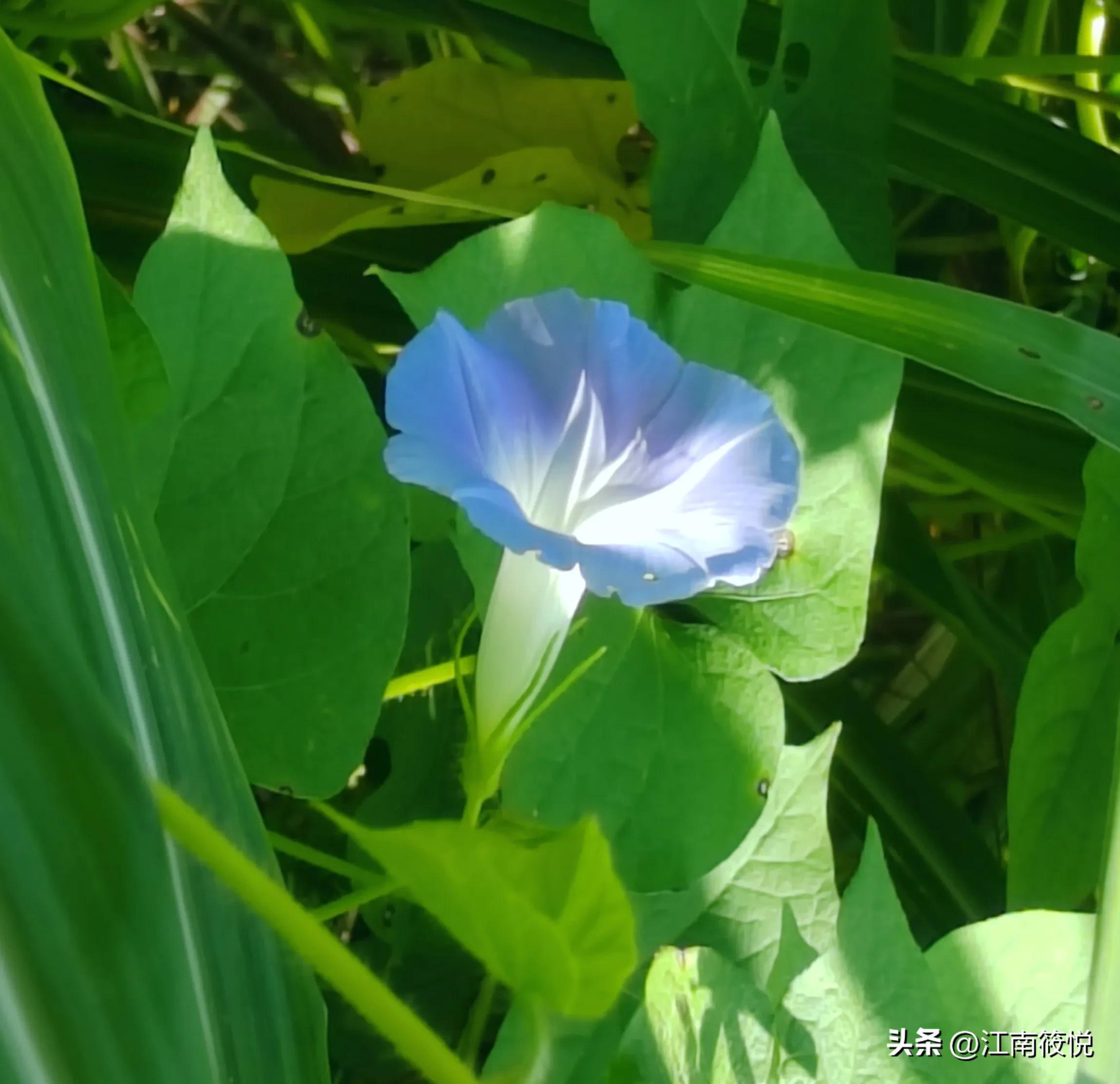 巴马日记（180）～吃蒜居然引发湿疹