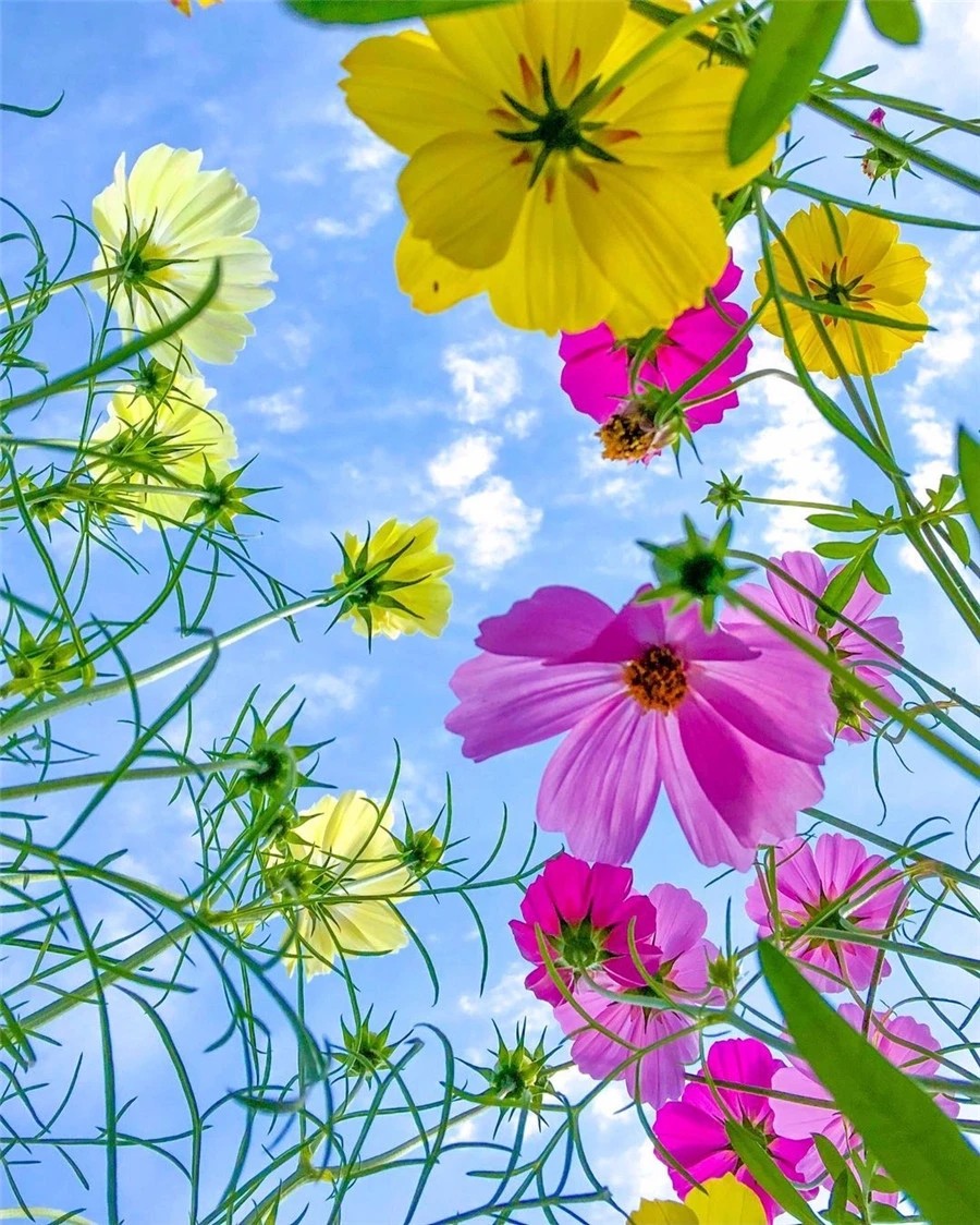 《粉脐大大》作者:王玉权