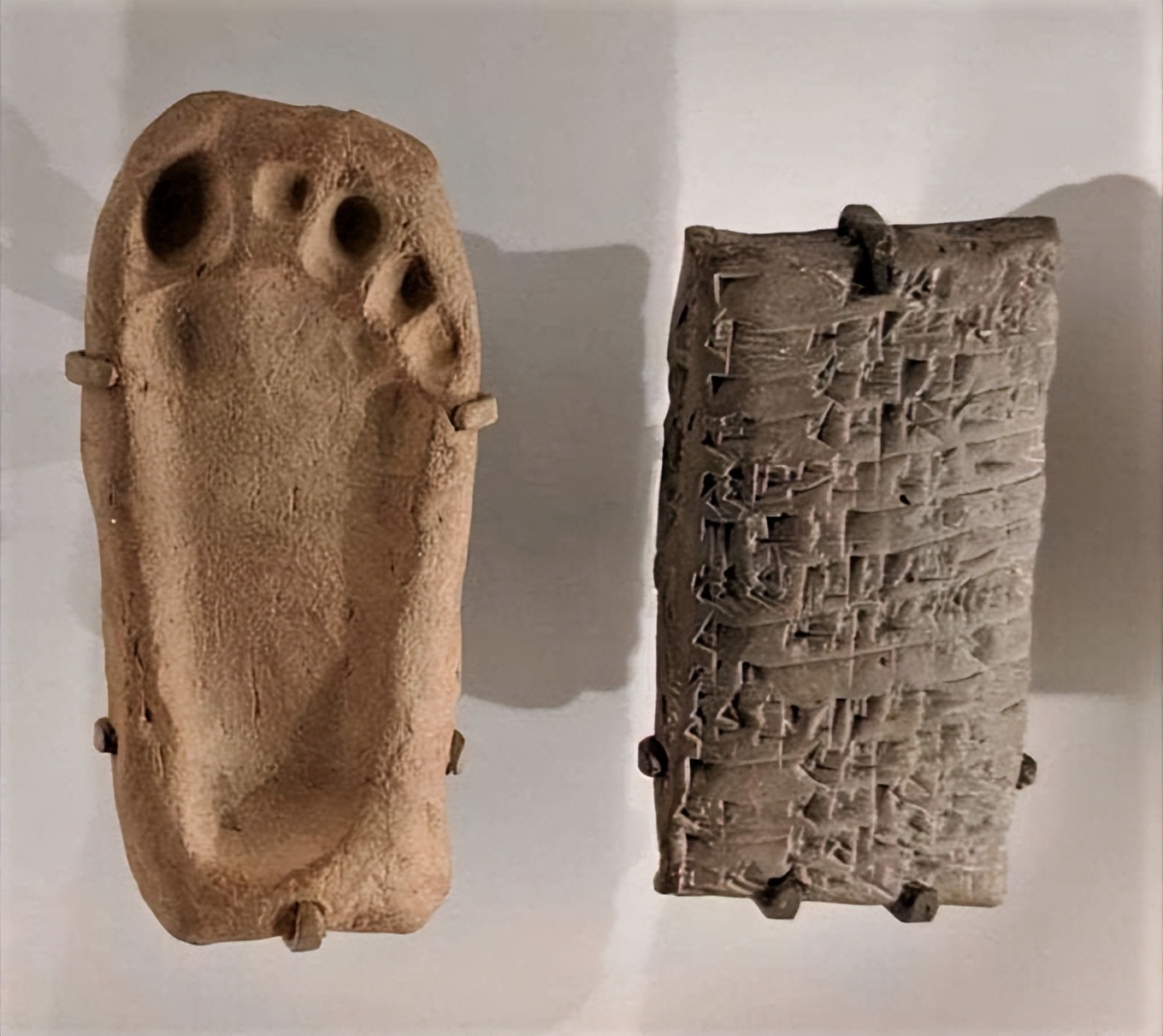 31张活久见的有趣图片,鳄鱼电鳗同归于尽渔翁得利