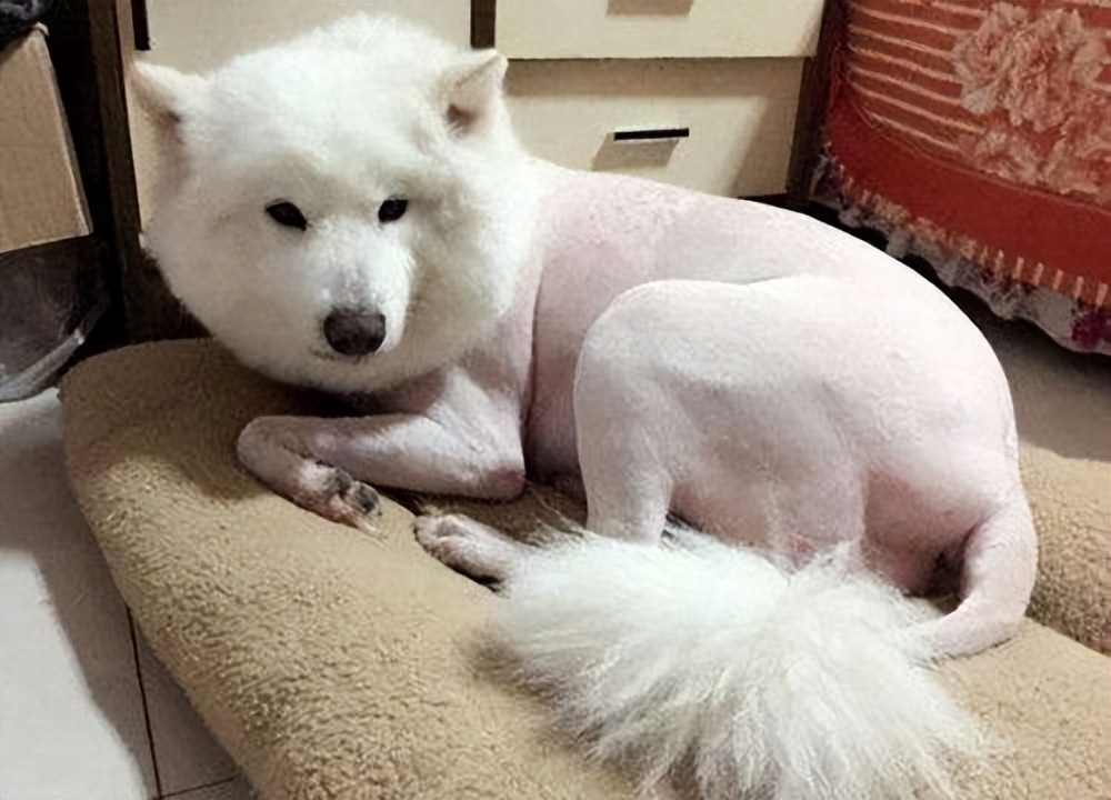 狗狗毛发稀疏是缺乏维生素吗,狗狗毛发少是基因问题