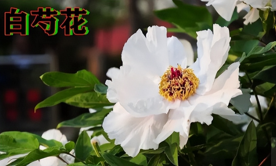 白芍的神奇功效秘方,每天学一味中药白芍