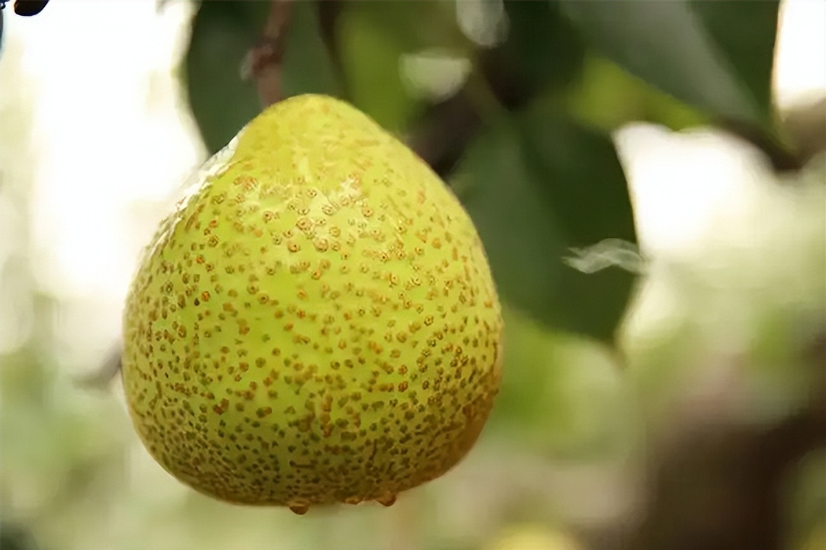 梨都有哪些品种什么梨最好吃,常见30种梨的区别及口感