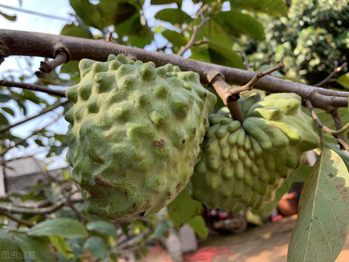 宝岛台湾的特产水果有什么,台湾水果主要有哪些