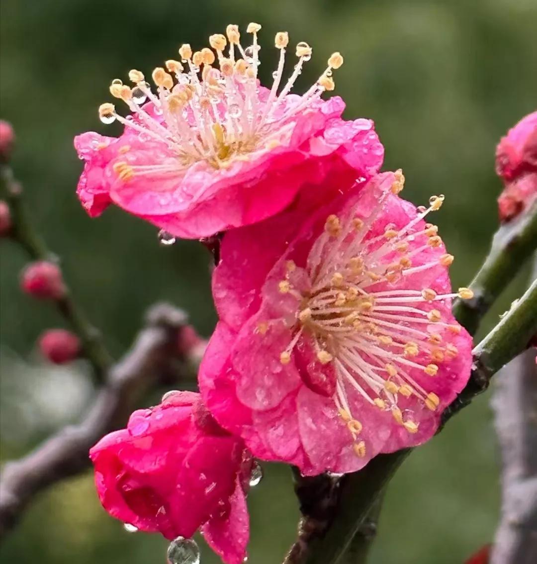 歌诗芬品牌内衣体验馆,歌诗芬内衣全国有直营店吗