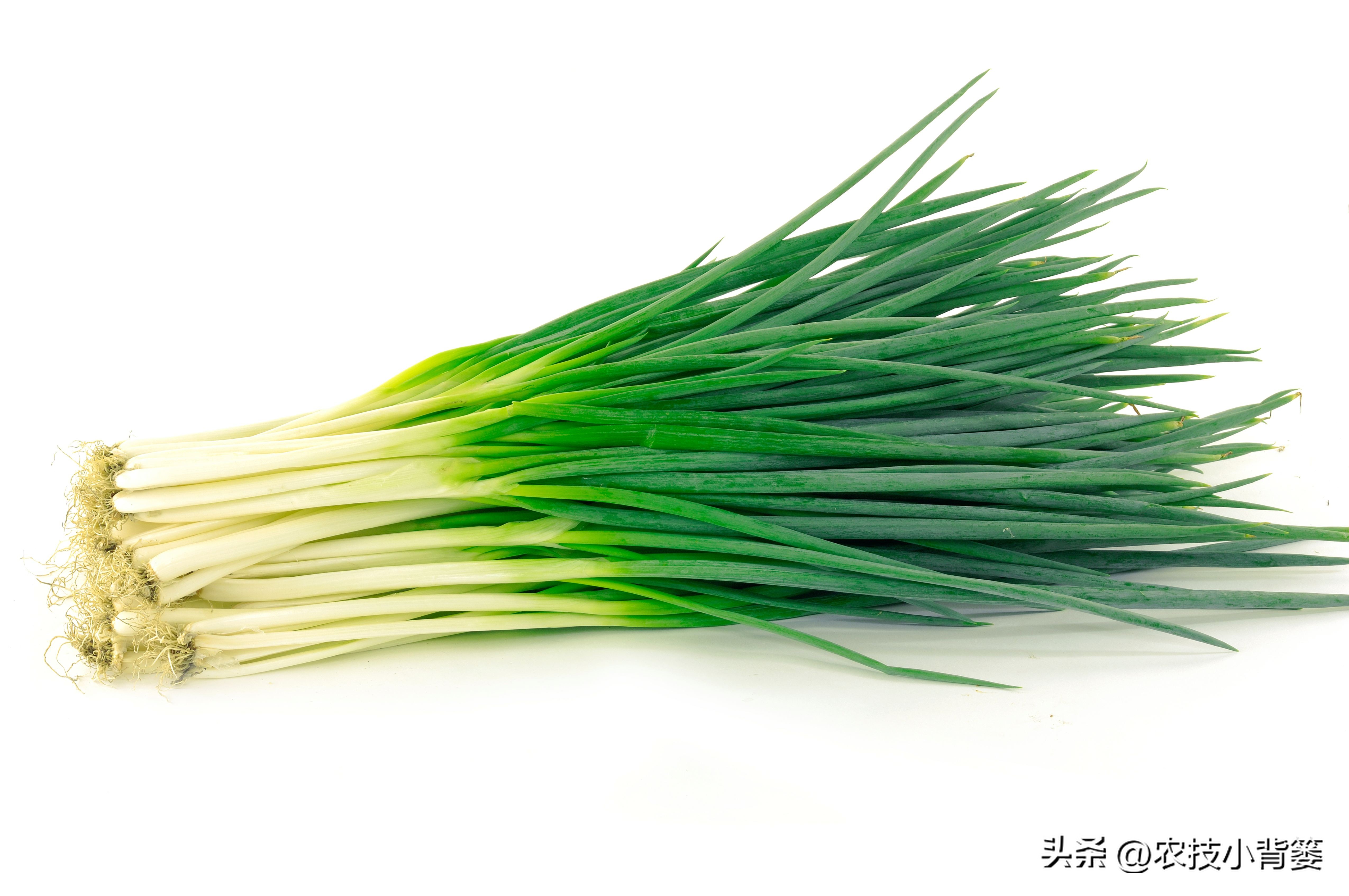 小香葱种植时间和方法视频,小香葱的种植方法和时间