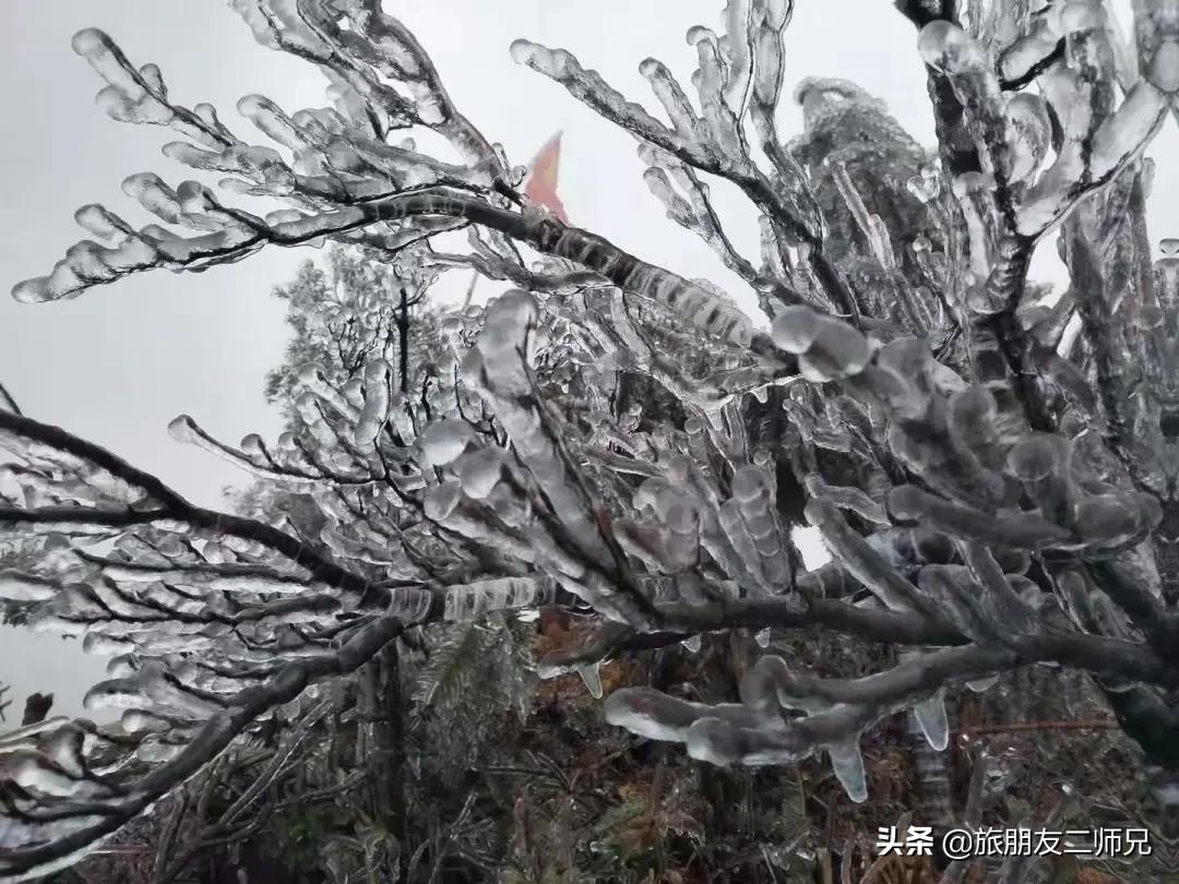 清远金子山旅游攻略看雾凇,广东金子山雪景旅游攻略