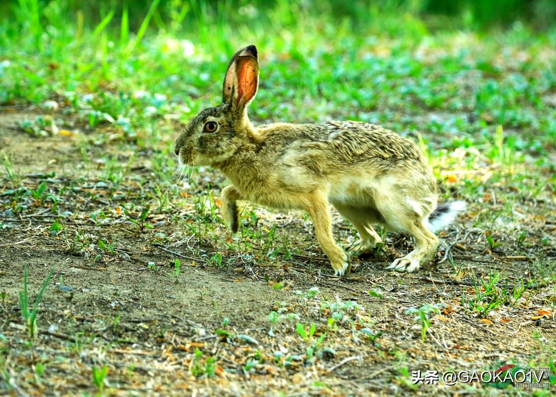 拼多多高三,当拼多多遇上高考