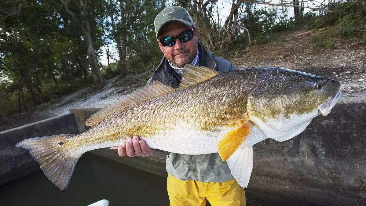 红鱼为什么泛滥成灾,红鱼被吃了