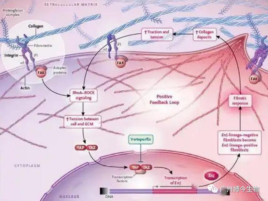 皮肤催老剂大揭秘，都帮你总结在这篇了