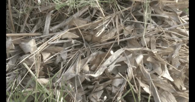 八旬老农随手一“弹”引发大火！检察院：建议有期徒刑3年