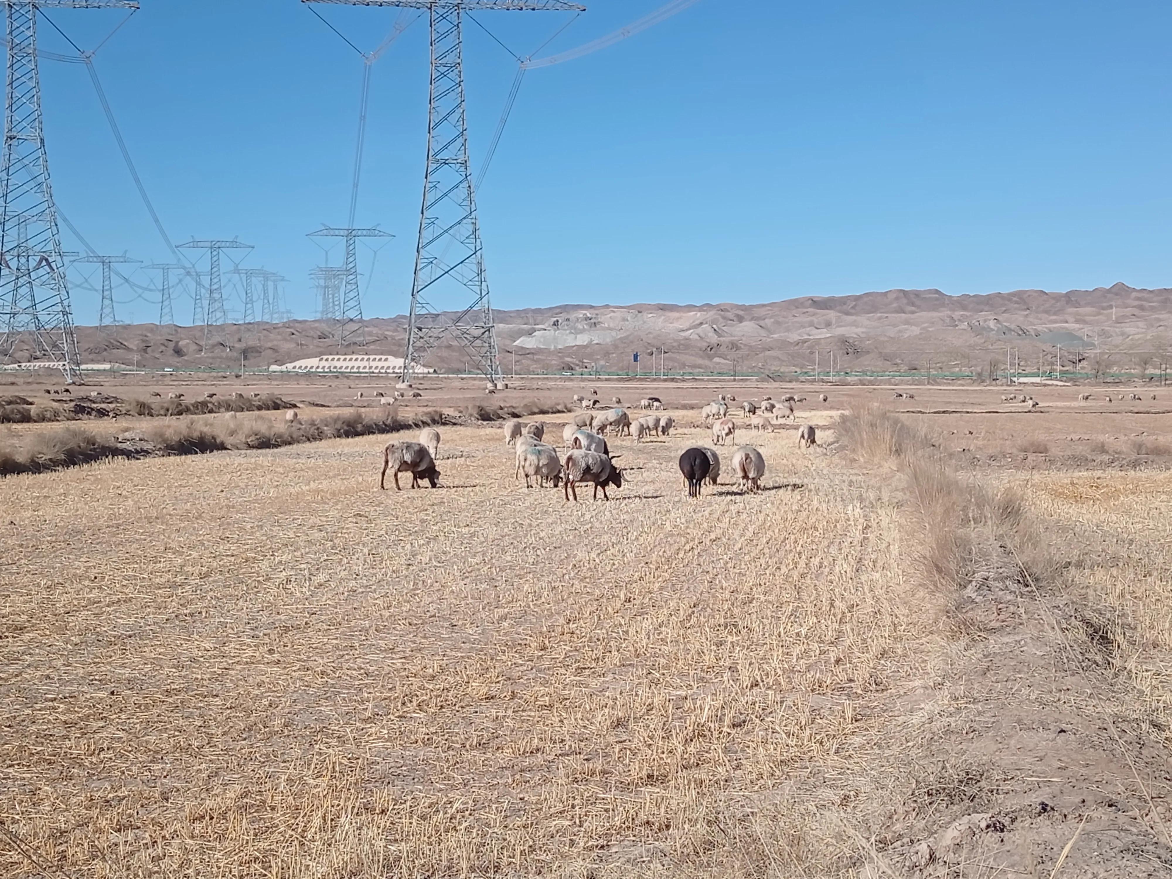 养羊的利润与成本真实,养羊的收入