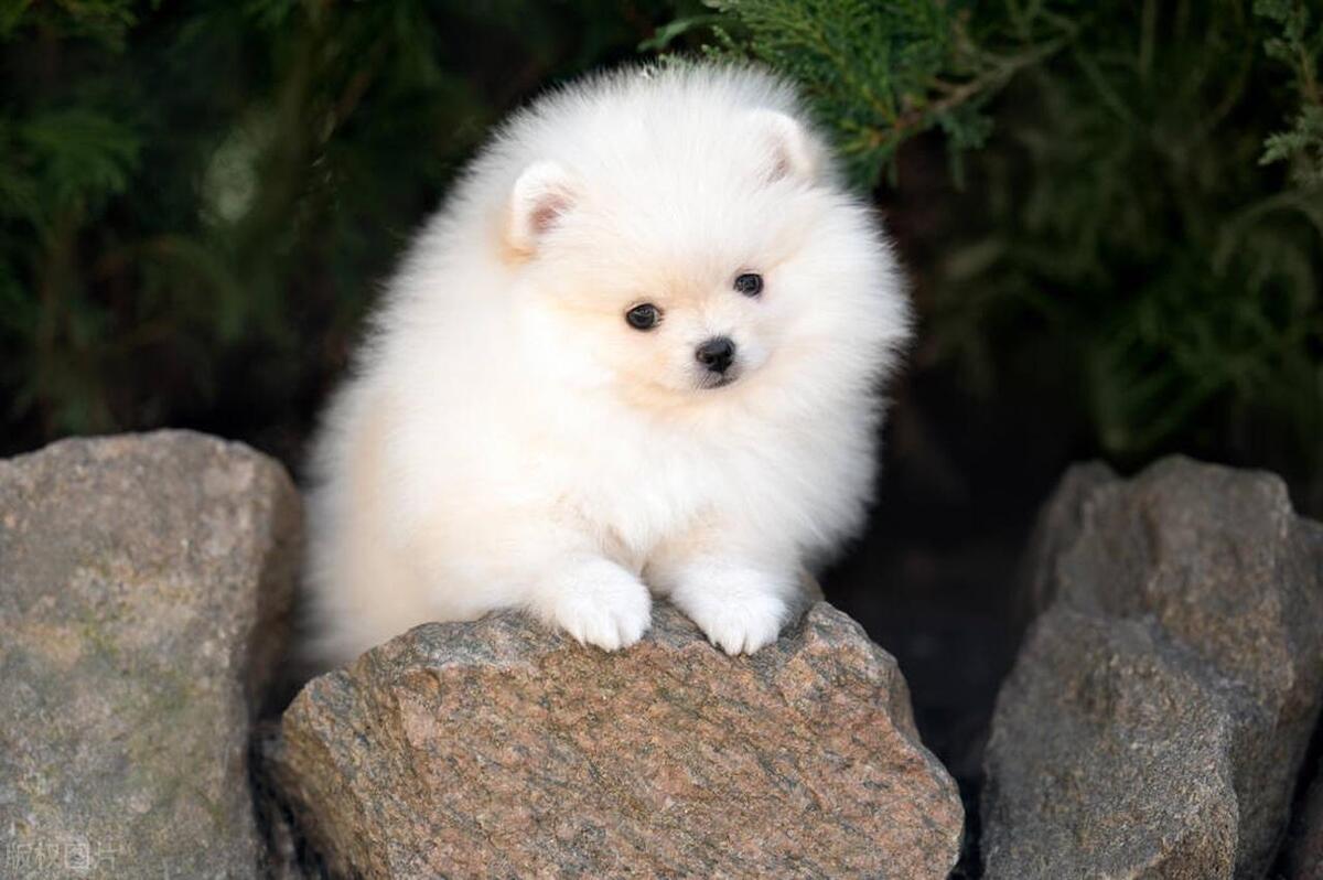 博美幼犬抽搐频繁怎么办,博美抽搐怎么处理