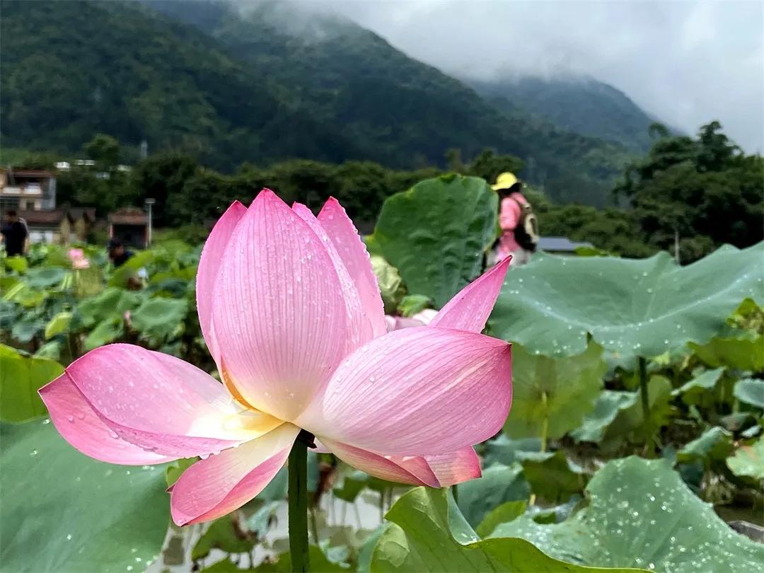 从化草埔村荷花游记,从化小杉村游玩攻略油菜花