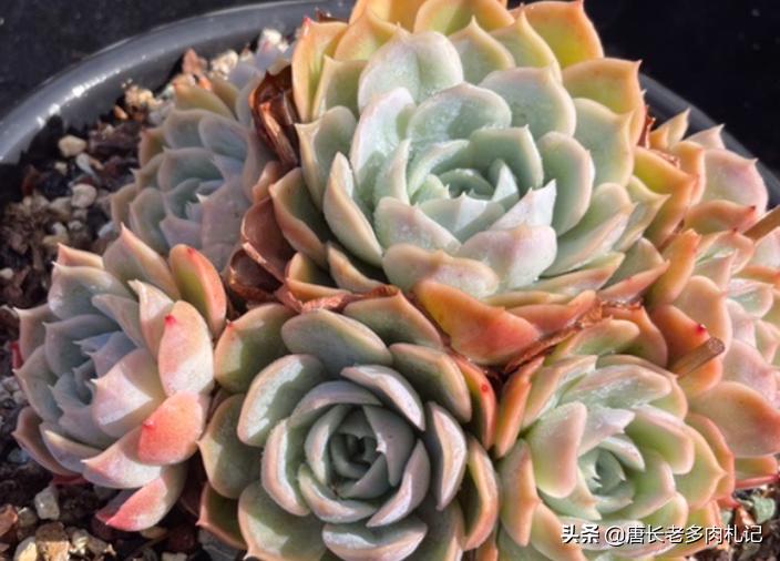 约瑟琳多肉怎么养,约瑟琳多肉皮实好养吗