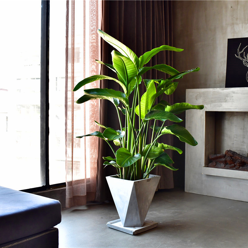 治愈系盆栽绿植推荐,室内小型绿植花卉推荐品种