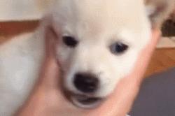 摸狗下巴笑得呲牙的狗狗,抚摸狗狗脑袋它是怎么想的