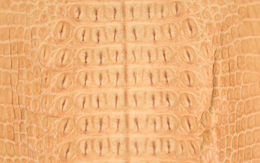 那些你不知道的小知识,鳄鱼皮的包是真的鳄鱼么