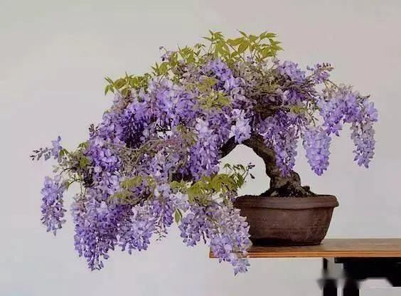 紫藤花成都周边,成都1号桥紫藤花