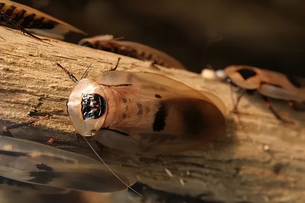 上海大自然野生昆虫馆价格,上海大自然野生昆虫馆