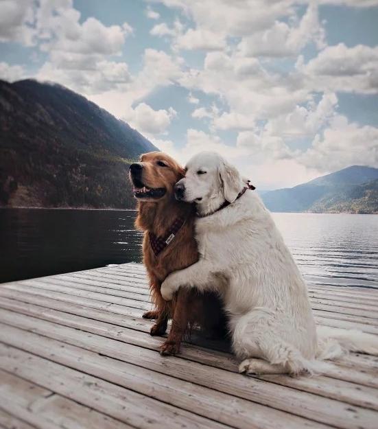 狗狗来姨妈吃什么,狗狗也有姨妈吗