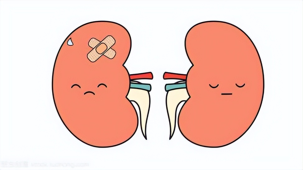 鹿茸和鹿尾补肾哪个效果好,鹿茸搭配什么吃才不上火