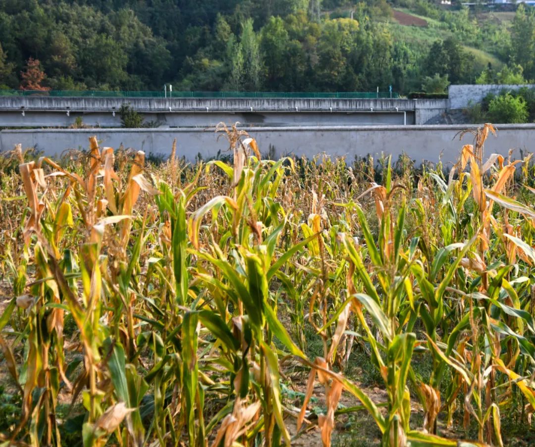 疫情后遗症：名校生逃离大厂