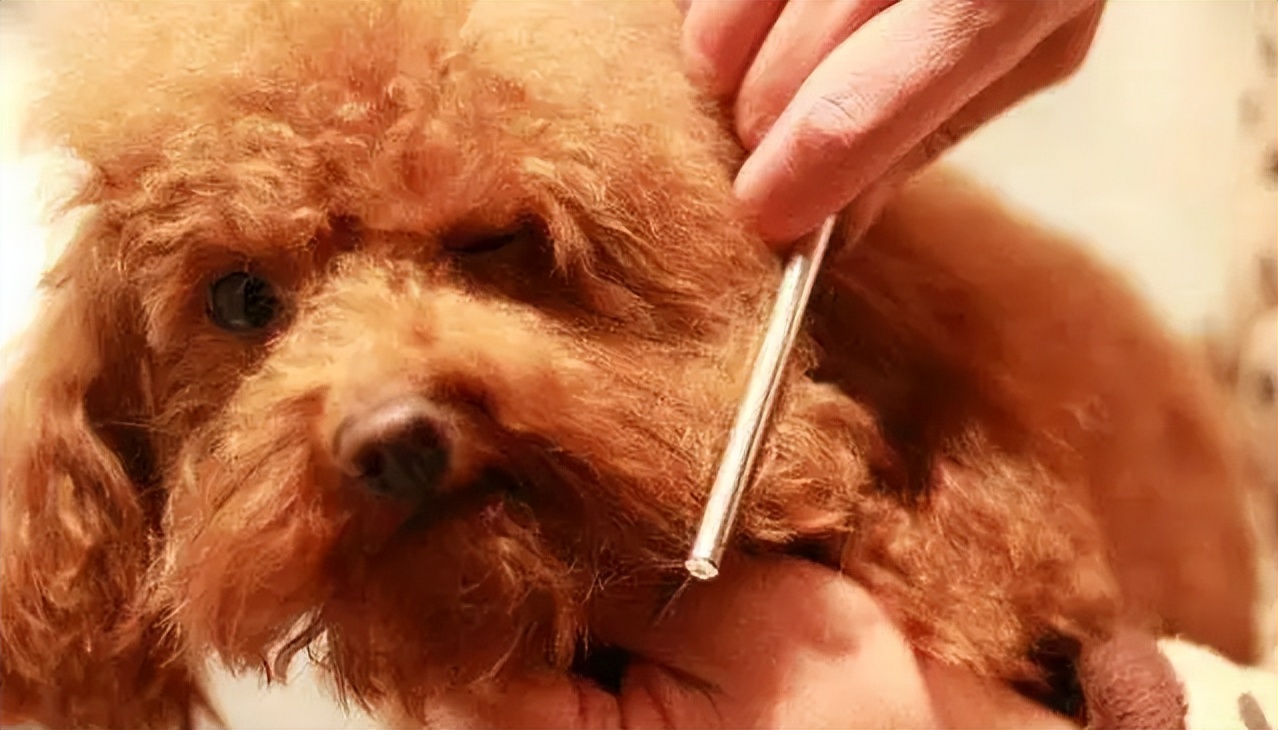 养狗省钱攻略：动手帮狗狗洗澡详细教程