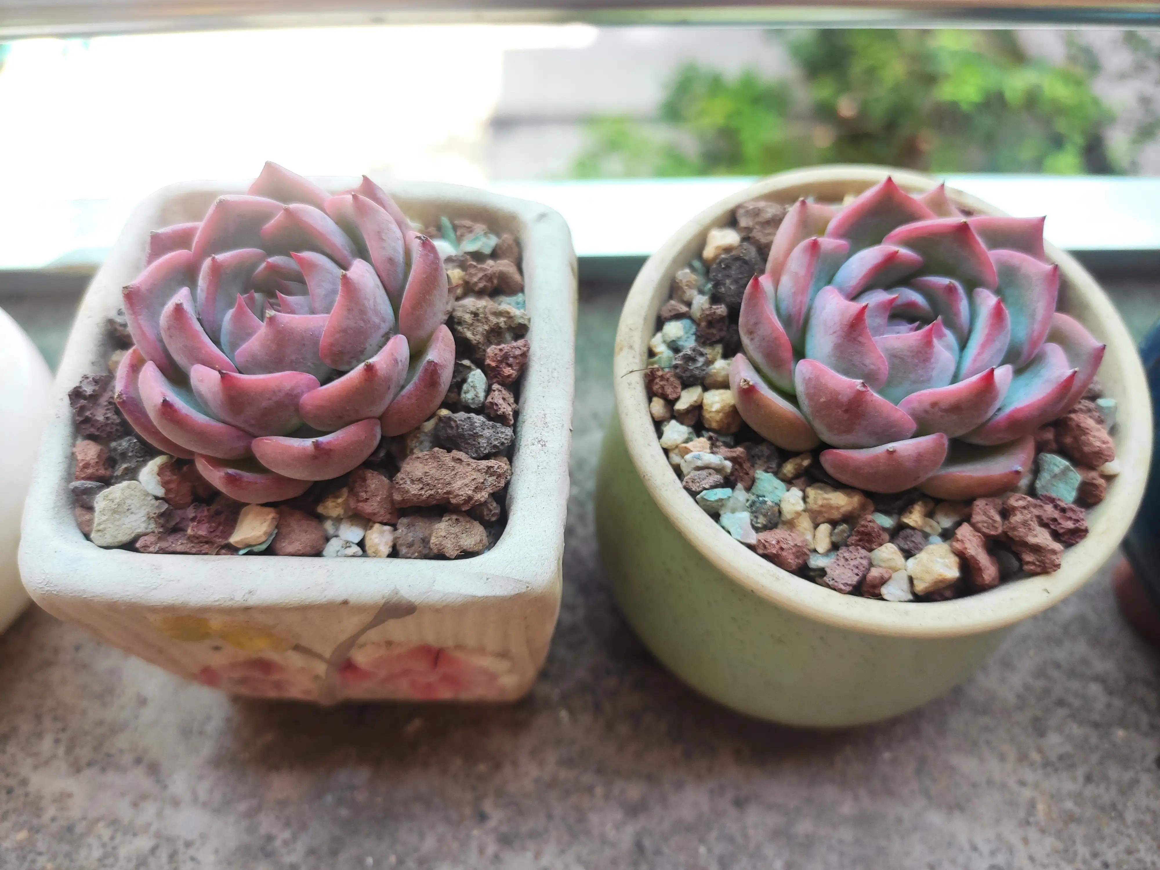 可爱的小猫,可爱的小精灵幼儿舞蹈完整版